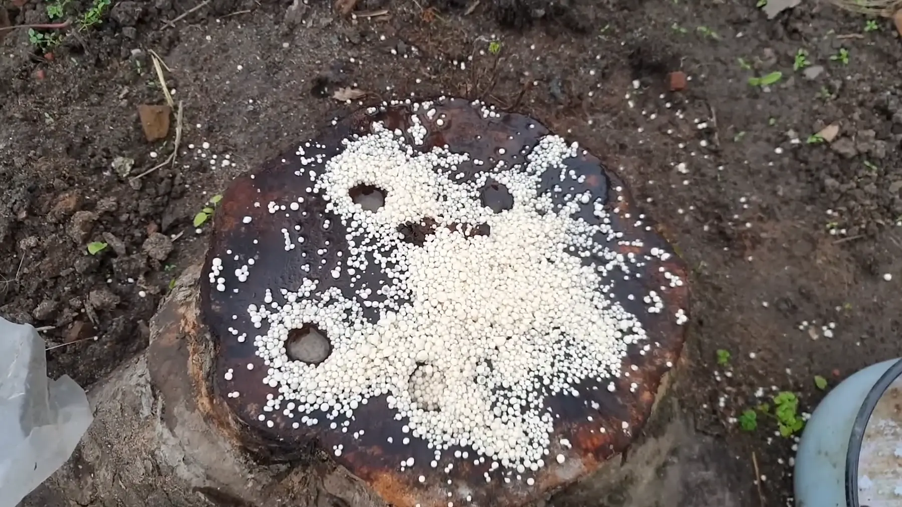 Удаление пня с помощью нитрата аммония