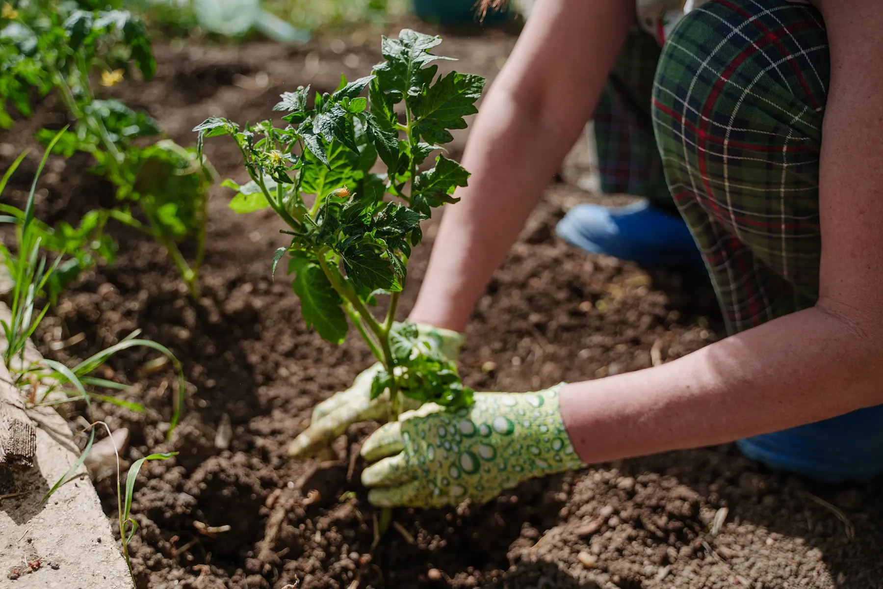 Посадка рассады в почву с биогумусом