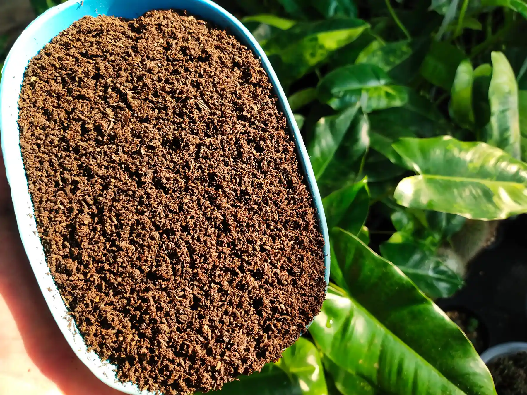 Сухой биогумус