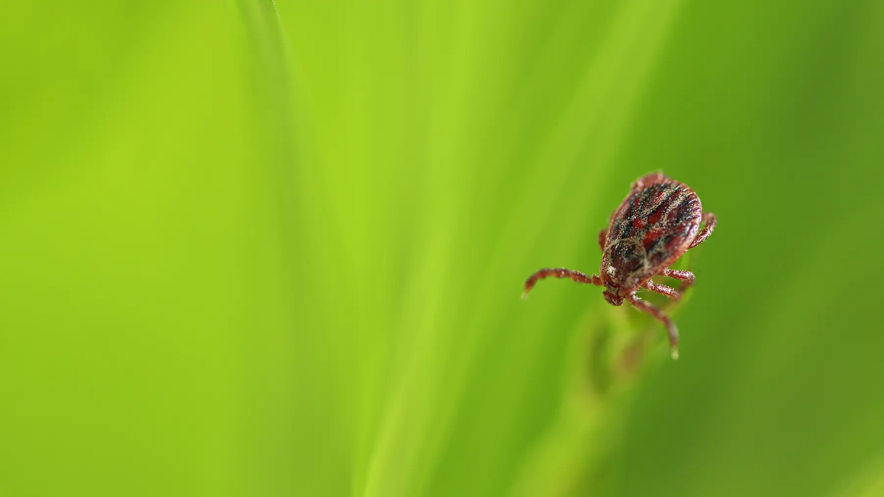 Обработка участка от клещей