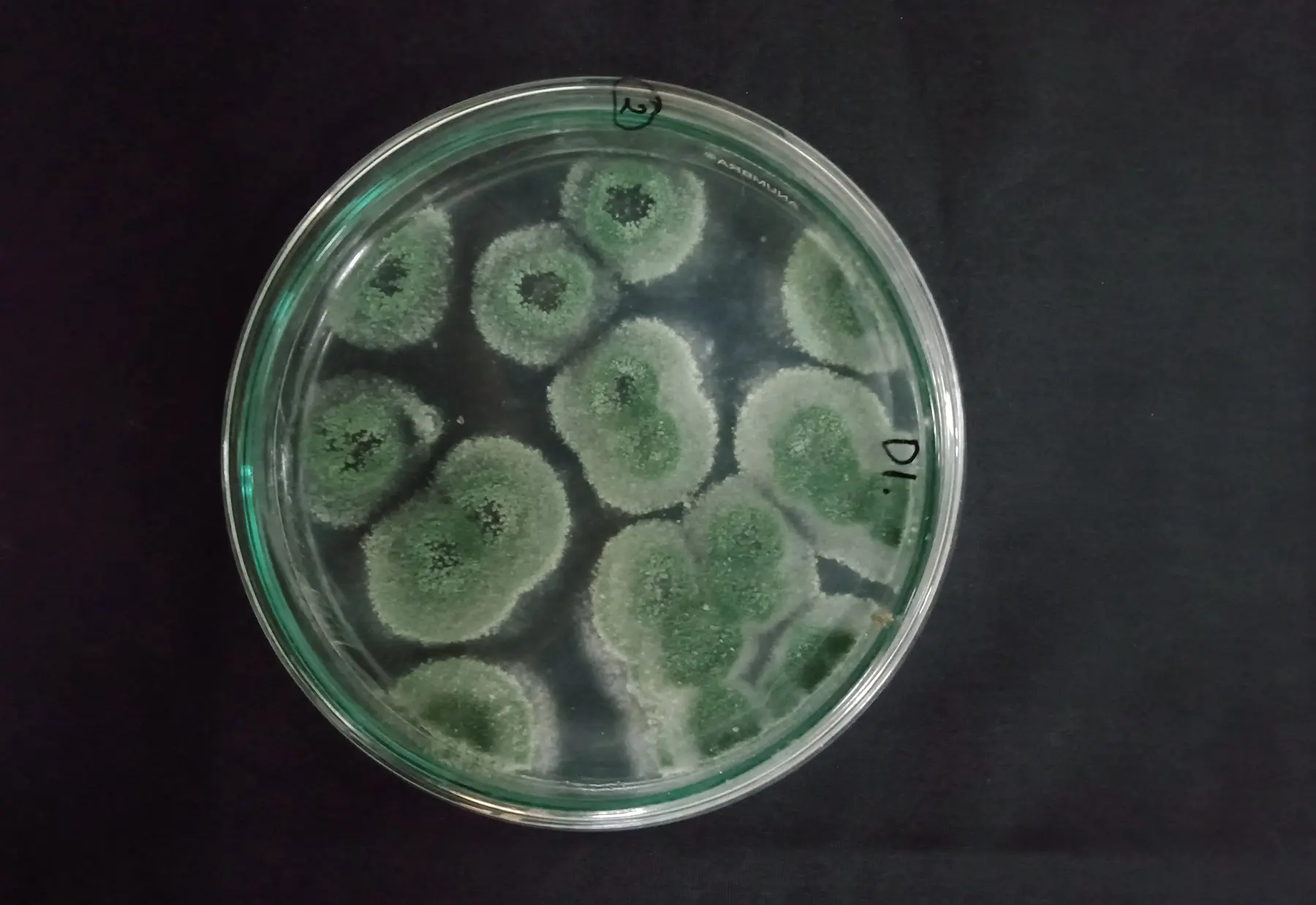 Гриб Метаризиум в чашке Петри