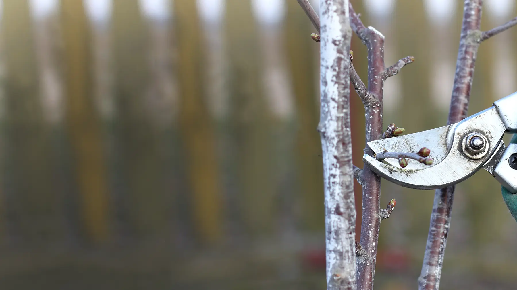 Как правильно обрезать черешню весной, летом и осенью