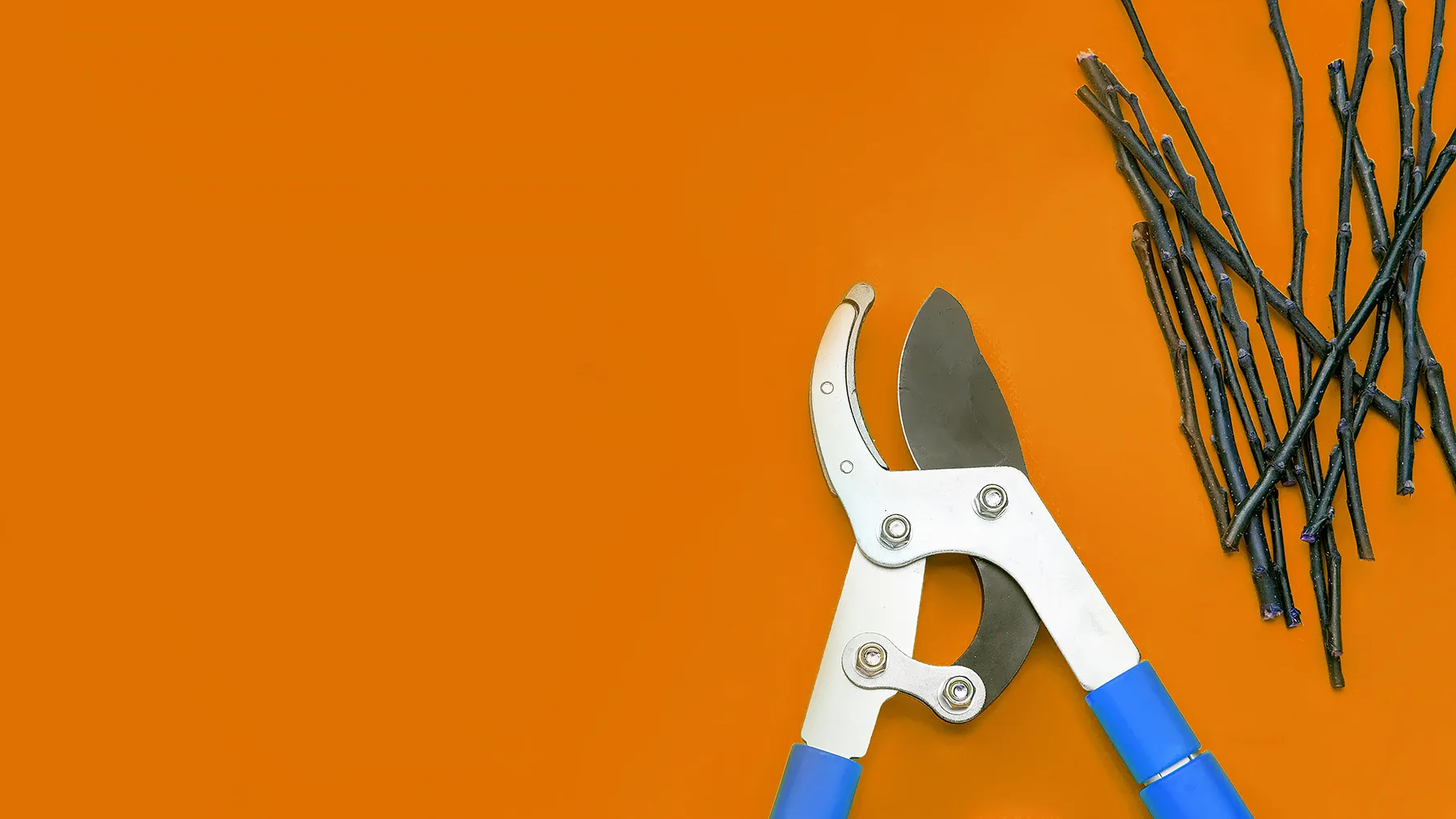 Как обрезать и формировать колоновидную яблоню