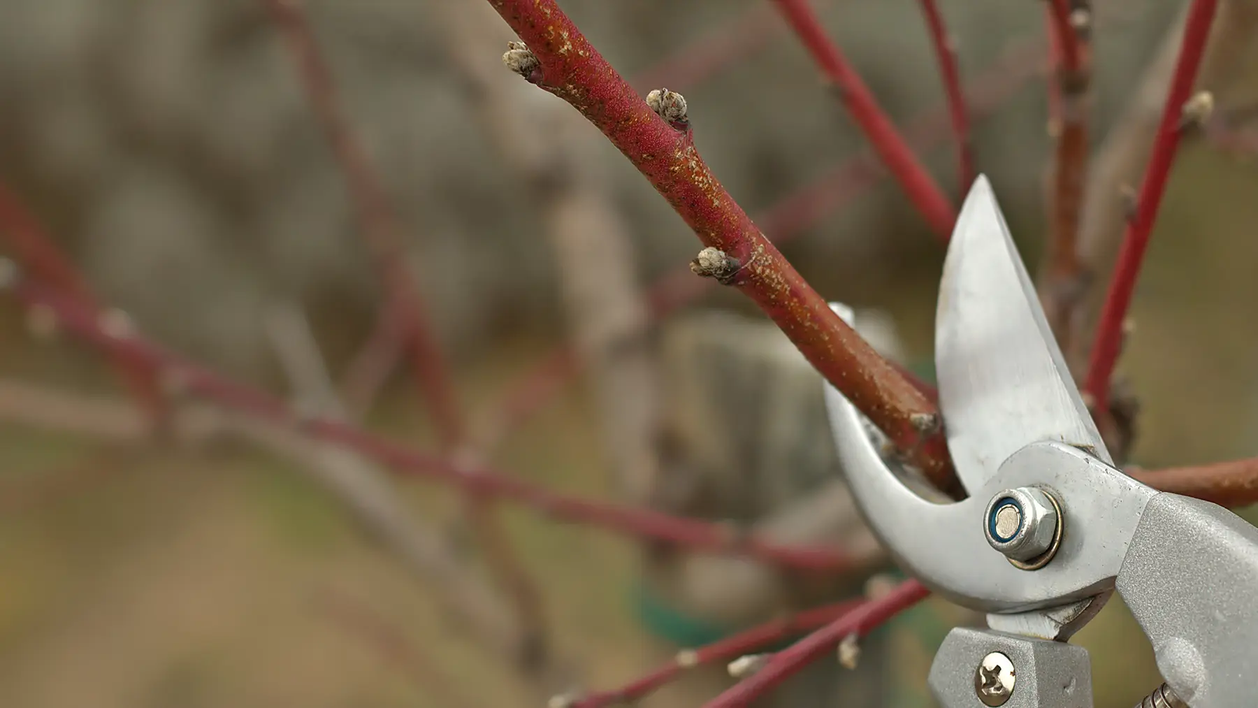 Обрезка персика