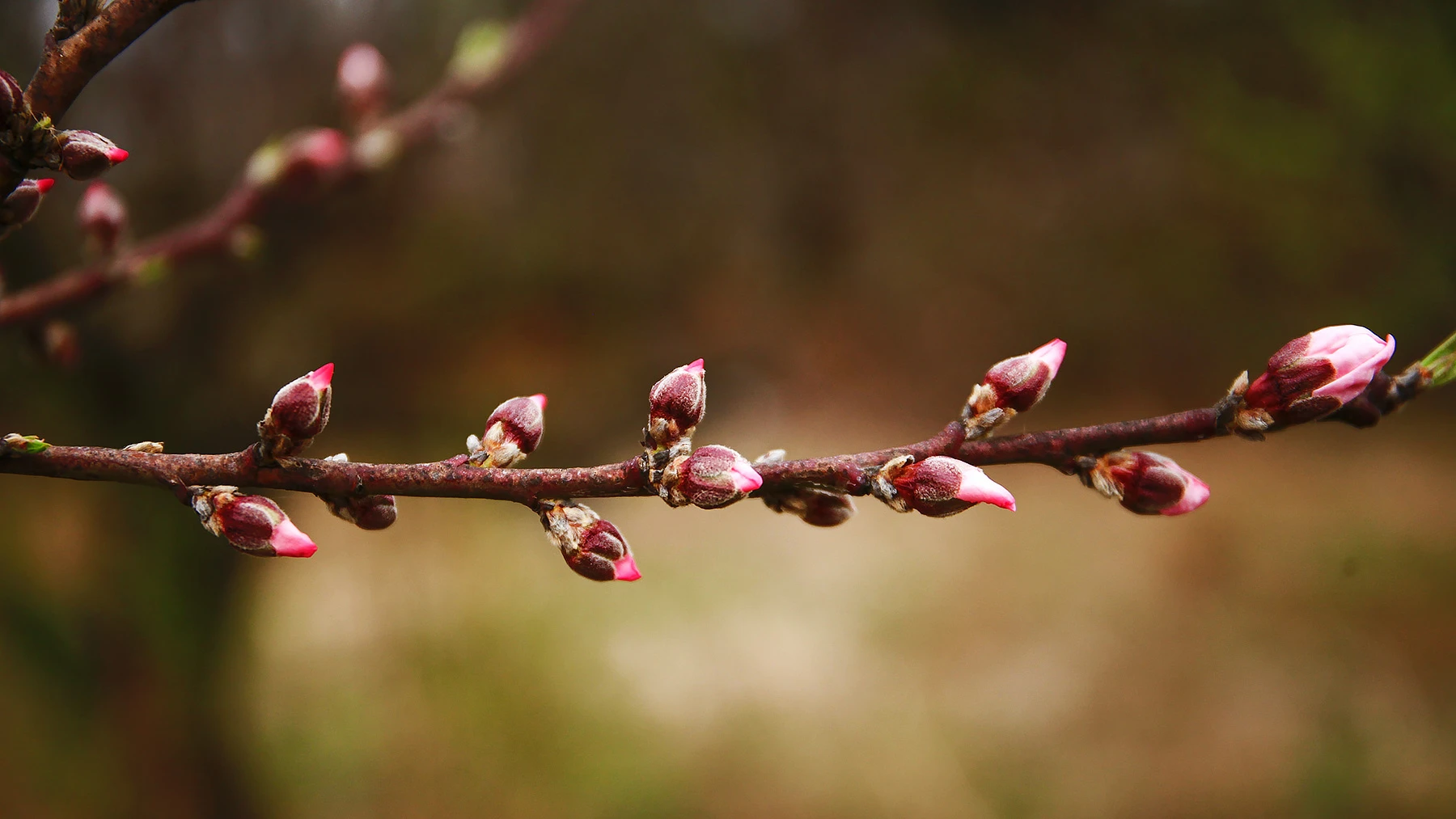 Фаза розового бутона у персика