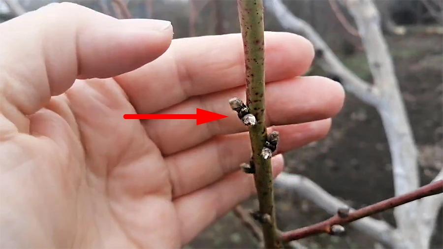 Почки на плодовой древесине персика