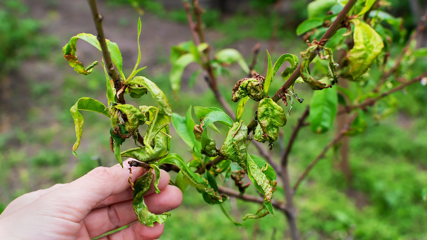 Ветки персика, пораженные курчавостью