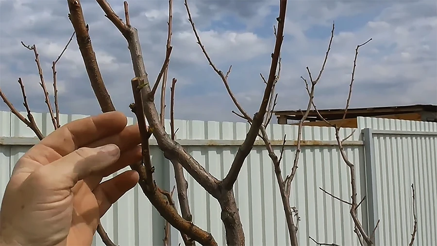 Только ростовые почки на персике