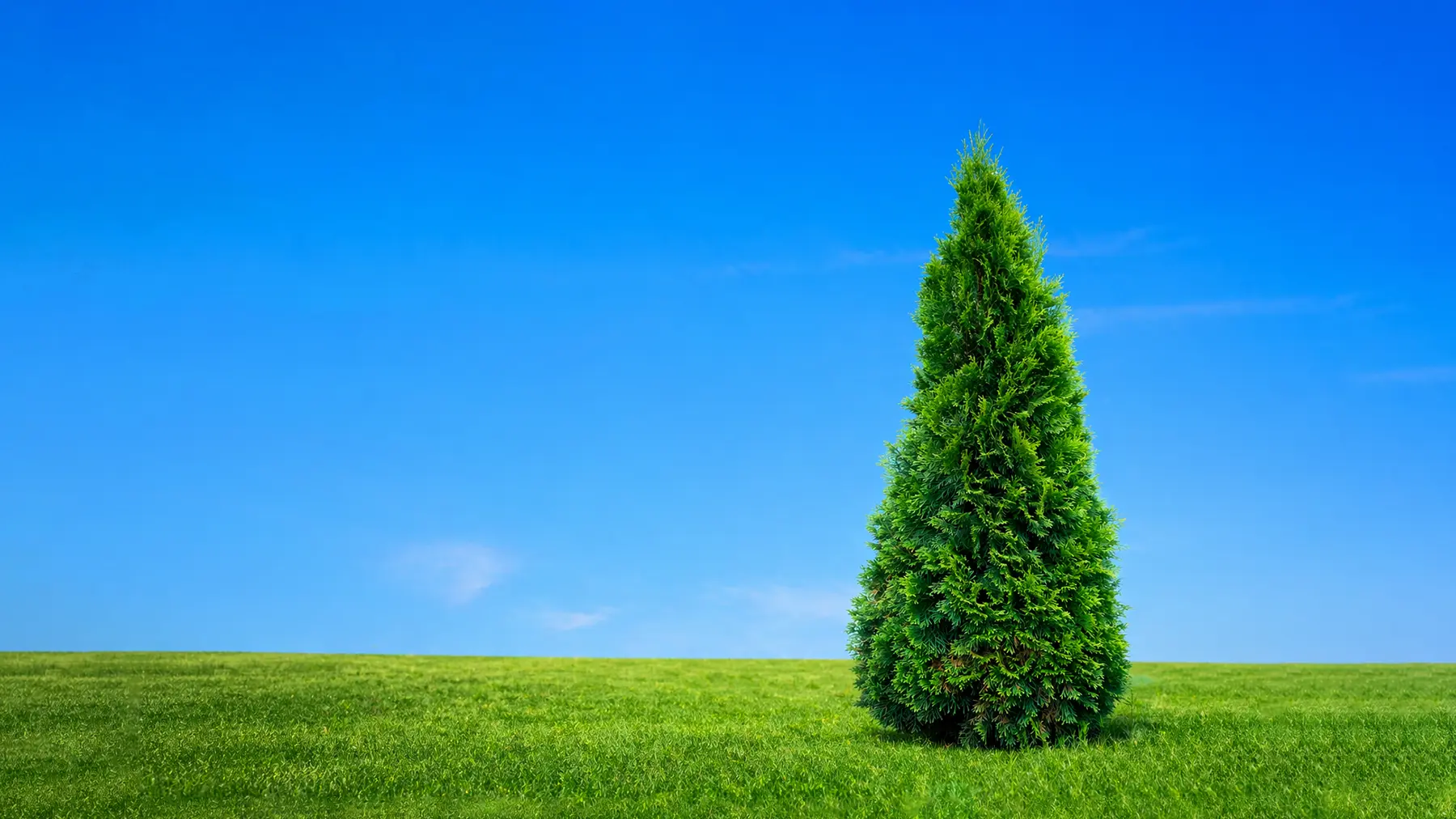 Обрезка туи