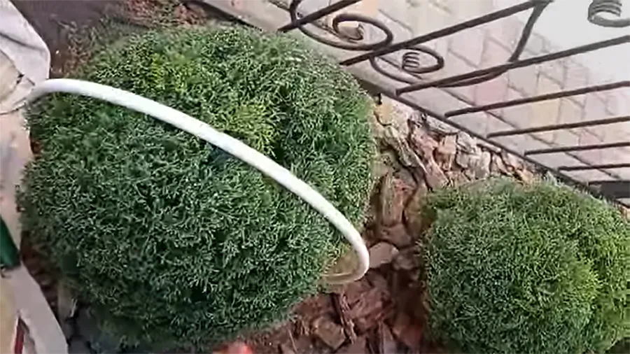 Туя с шарообразной кроной