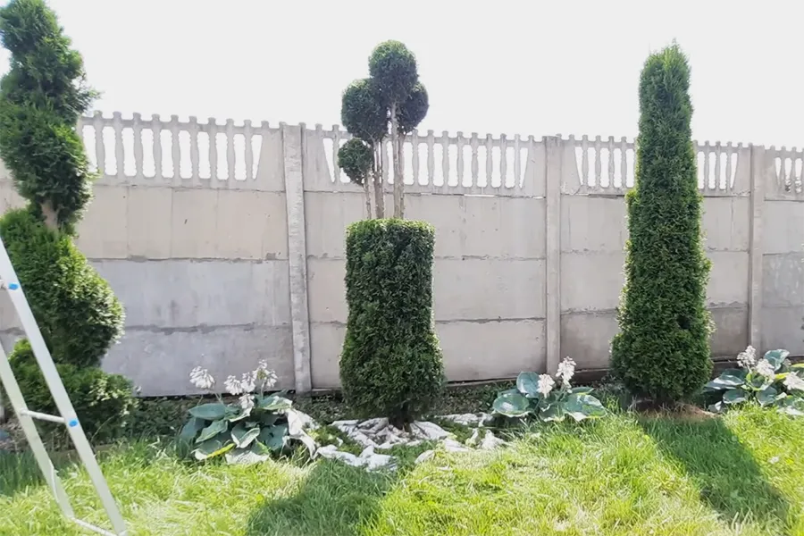 Туя в виде вазы