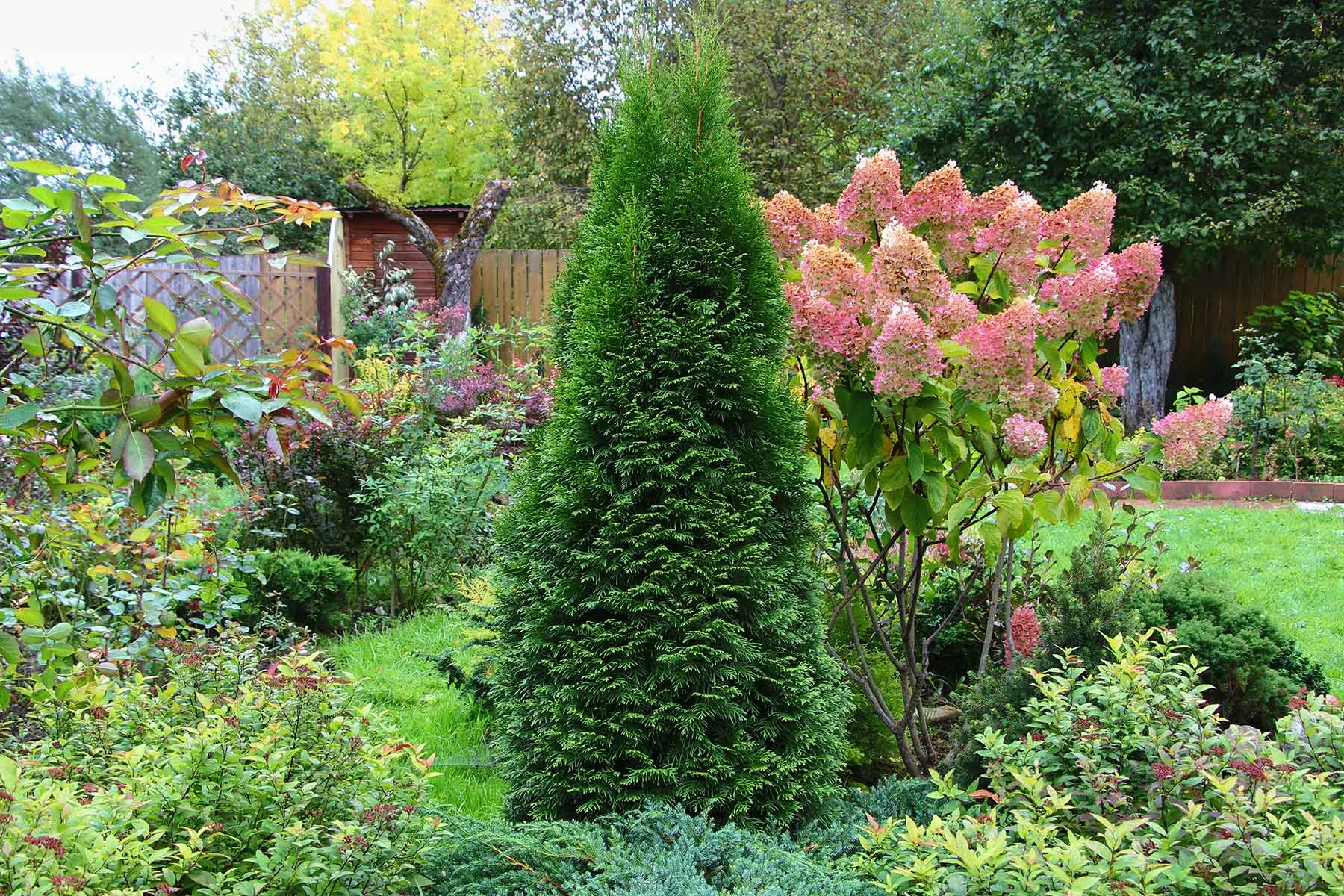 Туя Смарагд