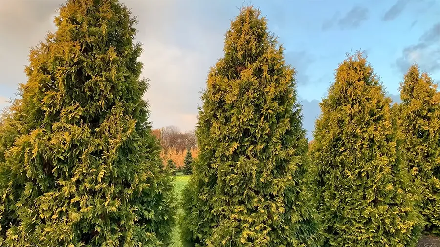 Туя Брабант