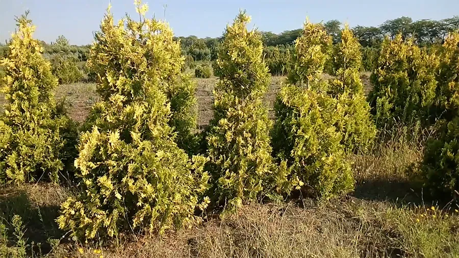 Туя Санкист