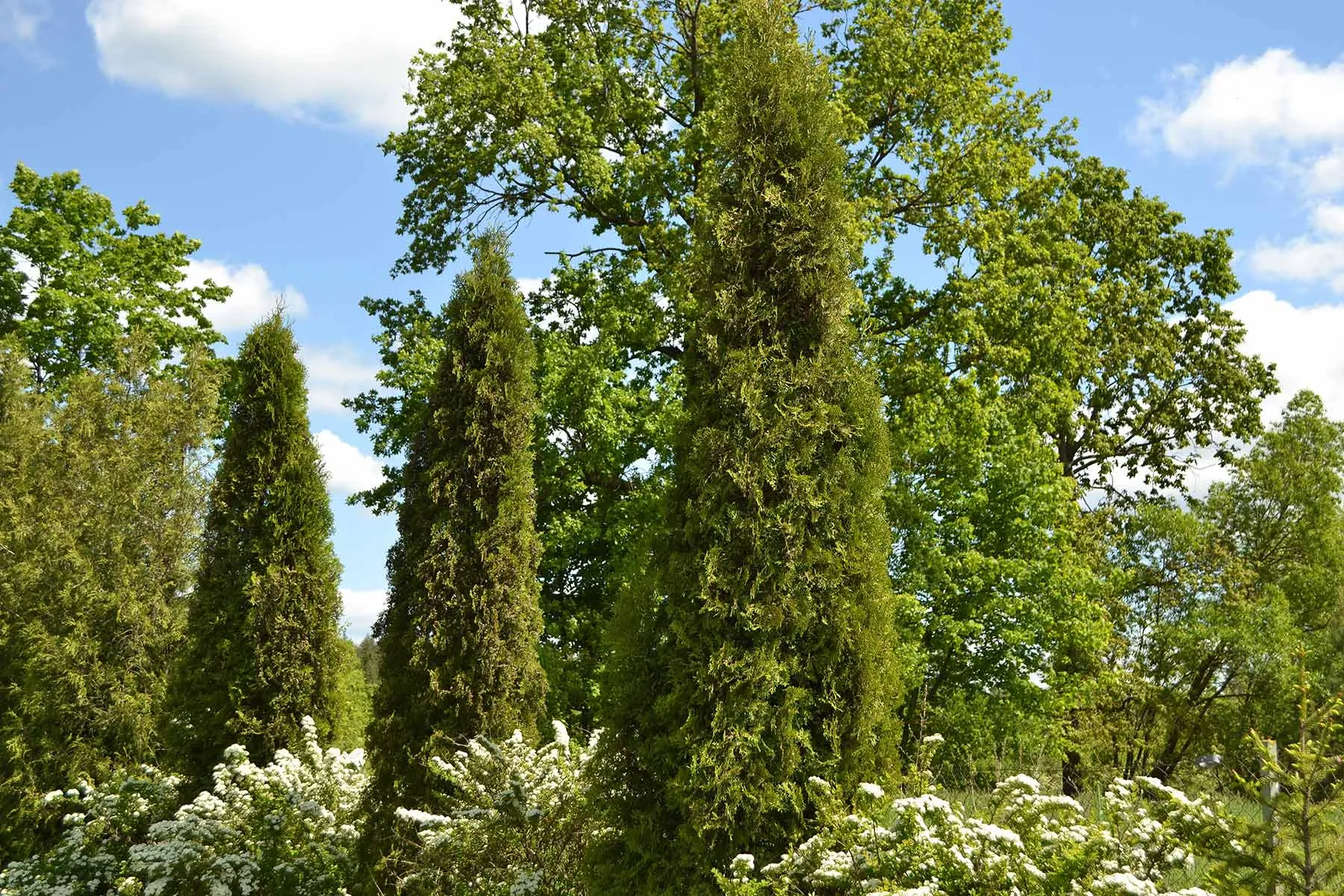 Туя Колумна