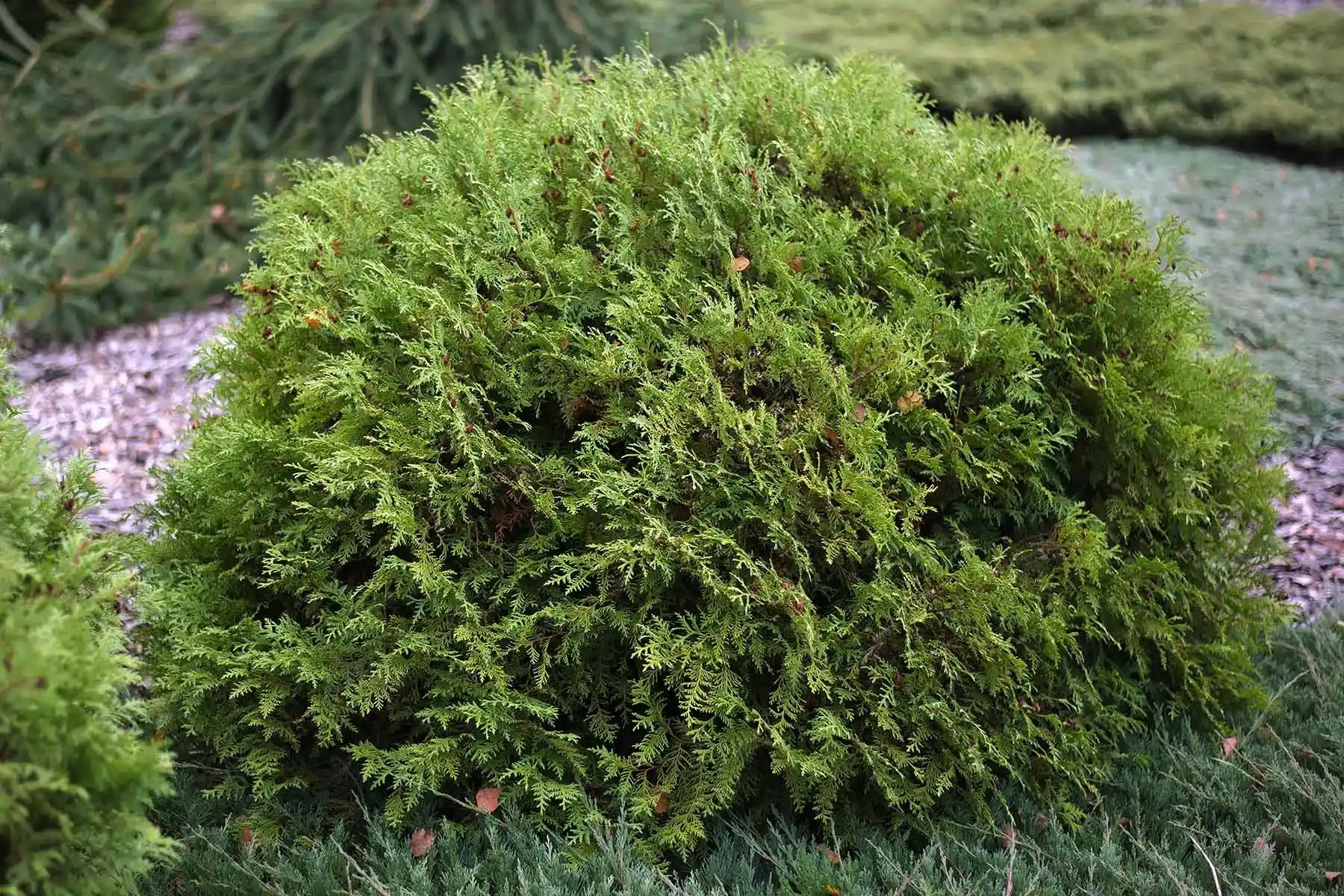 Туя Вудварди