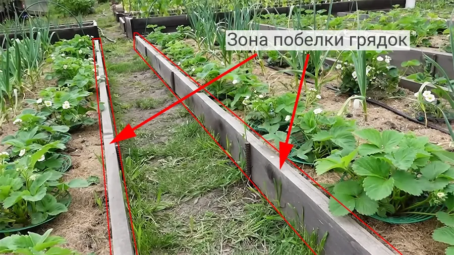 Вариант приподнятой грядки для клубники и зона побелки конструкции