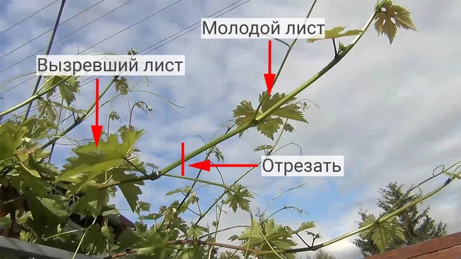 Место для чеканки винограда