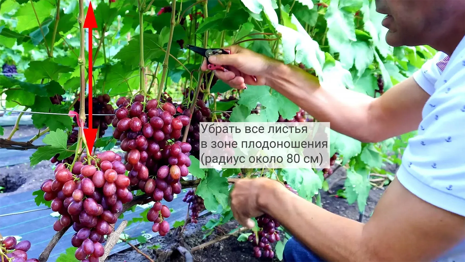Финальное осветление гроздей винограда перед сбором урожая